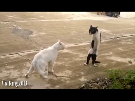 Ha ha cats