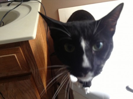 my cat "tux" but i call him littel buddy